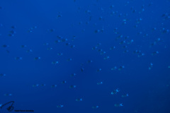 CoralTriangleBunaken-202211-061