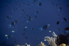 CoralTriangleBunaken-202211-064