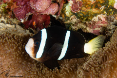 CoralTriangleBunaken-202211-065