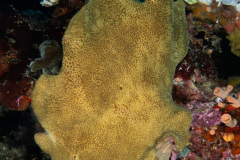 CoralTriangleBunaken-202211-068