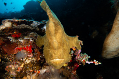 CoralTriangleBunaken-202211-069