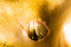 CoralTriangleBunaken-202211-071
