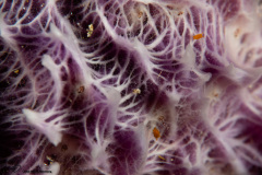 CoralTriangleBunaken-202211-073