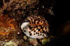 CoralTriangleBunaken-202211-076