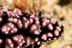 CoralTriangleBunaken-202211-077