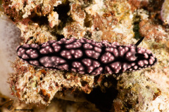 CoralTriangleBunaken-202211-078