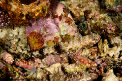 CoralTriangleBunaken-202211-080