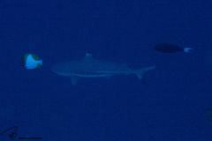 CoralTriangleBunaken-202211-081