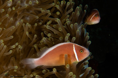 CoralTriangleBunaken-202211-082