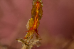 CoralTriangleBunaken-202211-084