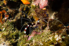 CoralTriangleBunaken-202211-087