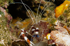 CoralTriangleBunaken-202211-088