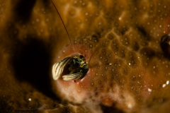 CoralTriangleBunaken-202211-091