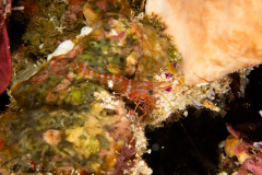 CoralTriangleBunaken-202211-093