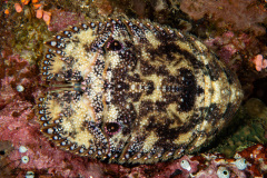 CoralTriangleBunaken-202211-094