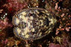 CoralTriangleBunaken-202211-095