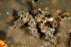 CoralTriangleBunaken-202211-096