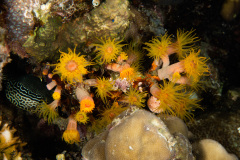 CoralTriangleBunaken-202211-097