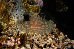 CoralTriangleBunaken-202211-098