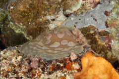 CoralTriangleBunaken-202211-099