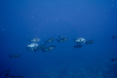 CoralTriangleBunaken-202211-100