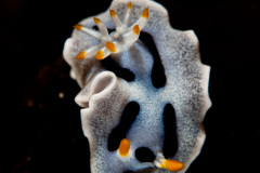 CoralTriangleBunaken-202211-101