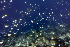 CoralTriangleBunaken-202211-107