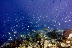 CoralTriangleBunaken-202211-108