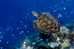 CoralTriangleBunaken-202211-109