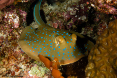 CoralTriangleBunaken-202211-114