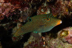 CoralTriangleBunaken-202211-118