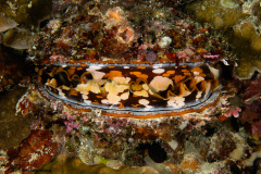 CoralTriangleBunaken-202211-123