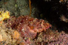 CoralTriangleBunaken-202211-125