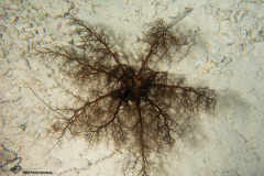 CoralTriangleBunaken-202211-126