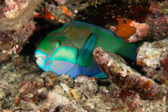 CoralTriangleBunaken-202211-128