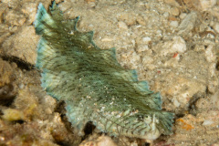 CoralTriangleBunaken-202211-129