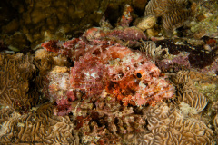 CoralTriangleBunaken-202211-131