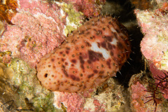 CoralTriangleBunaken-202211-132