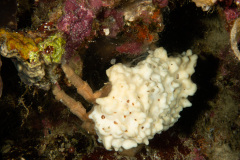 CoralTriangleBunaken-202211-134