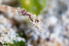 CoralTriangleLembeh-202211-001