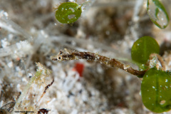 CoralTriangleLembeh-202211-002