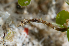 CoralTriangleLembeh-202211-003