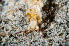 CoralTriangleLembeh-202211-004