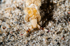 CoralTriangleLembeh-202211-005