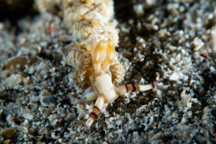 CoralTriangleLembeh-202211-006