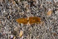 CoralTriangleLembeh-202211-007