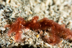 CoralTriangleLembeh-202211-008