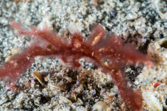 CoralTriangleLembeh-202211-009