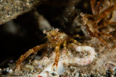 CoralTriangleLembeh-202211-010