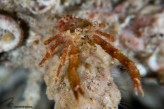 CoralTriangleLembeh-202211-011